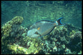 209056 Red Sea Clown Surgeon A4 Photo Print