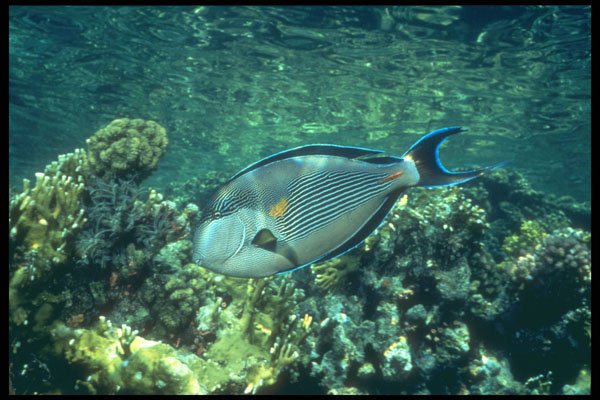 209056 Red Sea Clown Surgeon A4 Photo Print