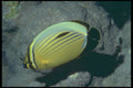 209057 Red Sea Melon Butterfly Fish A4 Photo Print