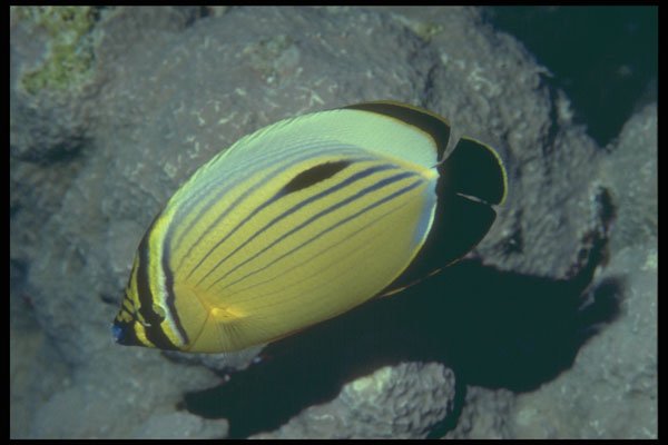 209057 Red Sea Melon Butterfly Fish A4 Photo Print