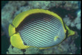 209058 Blackback Butterfly Fish A4 Photo Print