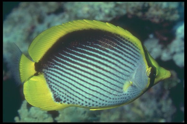 209058 Blackback Butterfly Fish A4 Photo Print