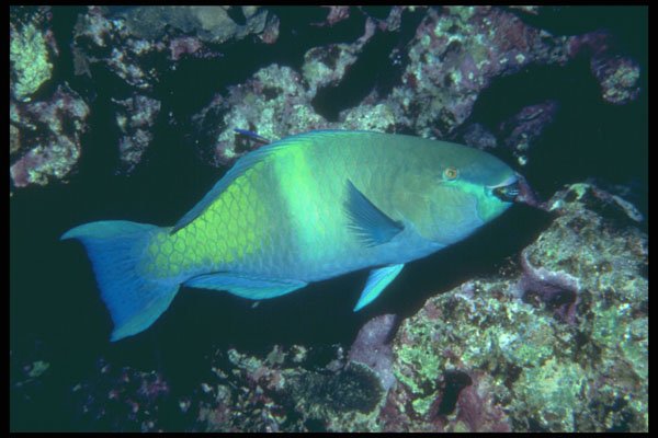 209059 Rusty Parrotfish A4 Photo Print