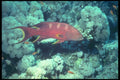 209060 Lyretail Grouper A4 Photo Print