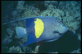 209061 Blue Moon Angelfish A4 Photo Print