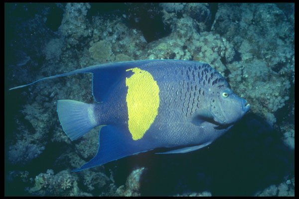 209061 Blue Moon Angelfish A4 Photo Print