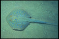 209062 Blue spotted Ray A4 Photo Print