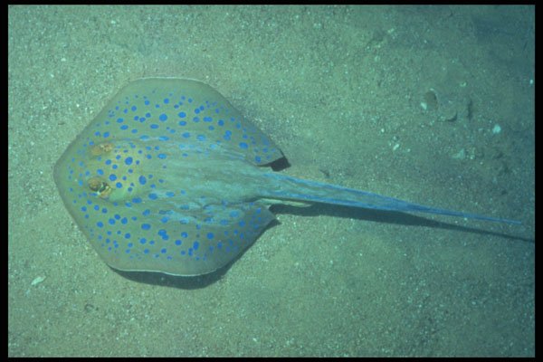 209062 Blue spotted Ray A4 Photo Print