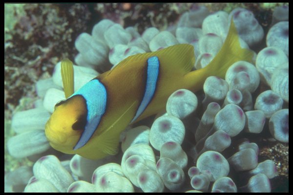 209063 Two banded Anemone Fish A4 Photo Print