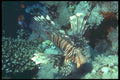 209064 Devil Lion Fish A4 Photo Print