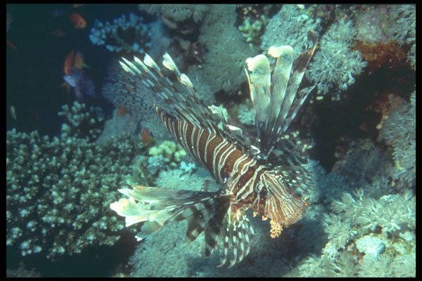 209064 Devil Lion Fish A4 Photo Print