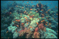 209066 Jewelfish A4 Photo Print