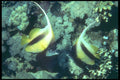 209067 Red Sea Bannerfish A4 Photo Print
