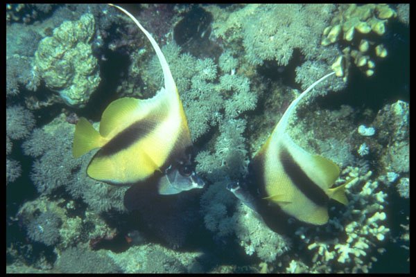 209067 Red Sea Bannerfish A4 Photo Print