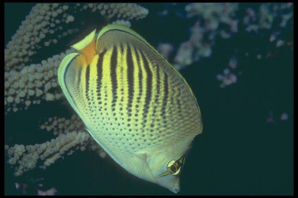 209068 Dot and dash Butterfly Fish A4 Photo Print