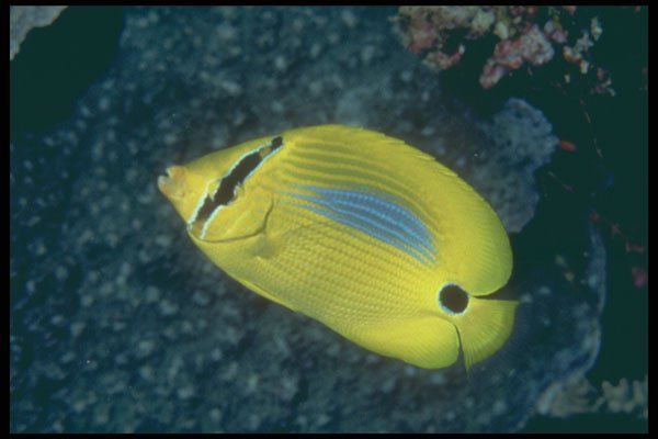 209069 Blue blotched Butterfly Fish A4 Photo Print