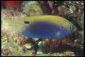 209071 Ocellate Damselfish A4 Photo Print