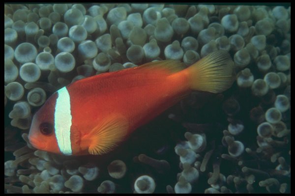 209072 Red Anemone Fish A4 Photo Print
