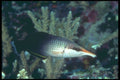 209073 Bird Wrasse A4 Photo Print