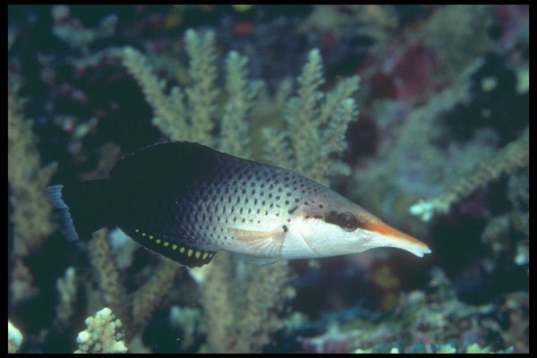 209073 Bird Wrasse A4 Photo Print