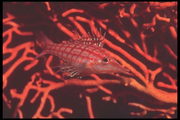 209074 Longenose Hawkfish A4 Photo Print
