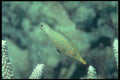 209075 Harlequin Filefish A4 Photo Print