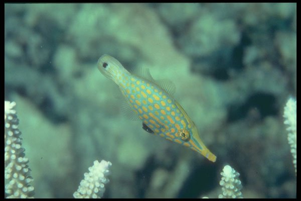 209075 Harlequin Filefish A4 Photo Print