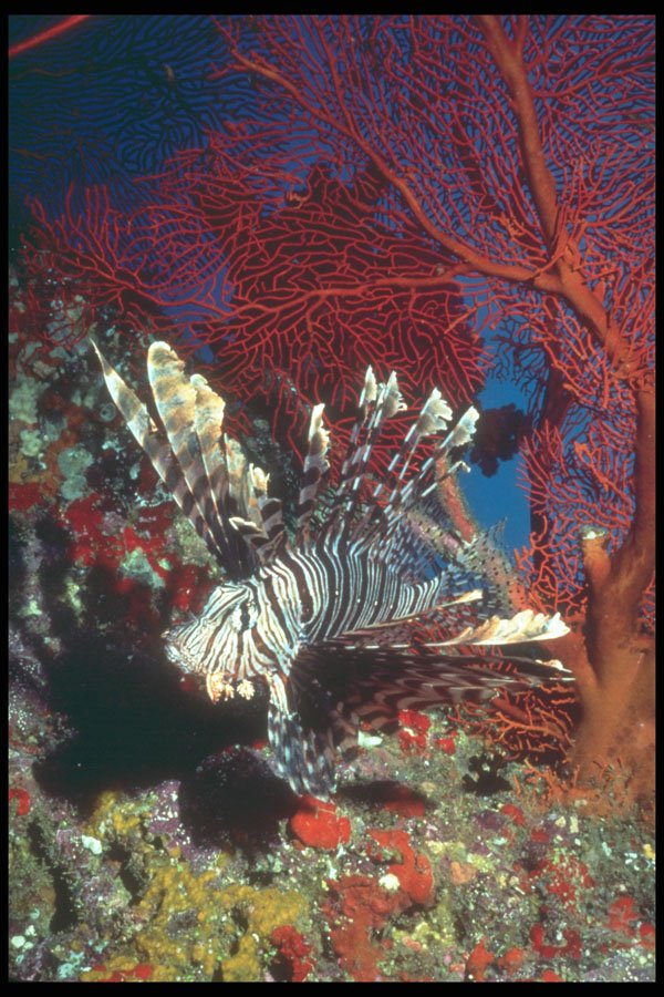 209076 Lion Fish A4 Photo Print