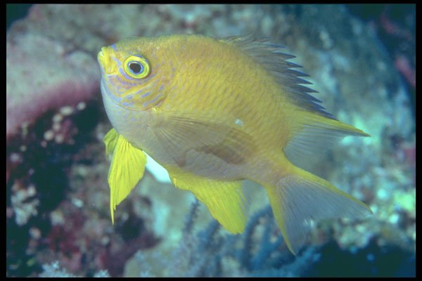 209077 Golden Damsel A4 Photo Print