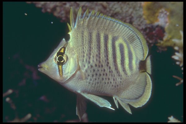 209078 Spot banded Butterfly Fish A4 Photo Print