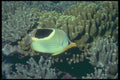 209079 Saddleback Butterfly Fish A4 Photo Print