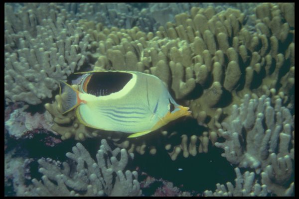 209079 Saddleback Butterfly Fish A4 Photo Print
