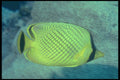 209080 Raffle's Butterfly Fish A4 Photo Print