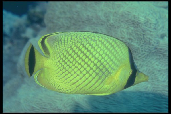 209080 Raffle's Butterfly Fish A4 Photo Print