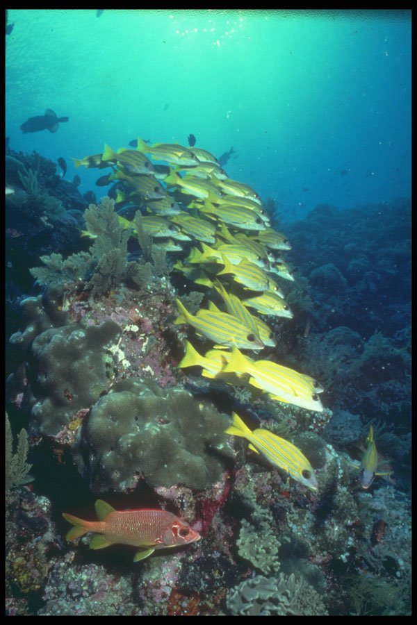 209081 Blue banded Sea Perch A4 Photo Print