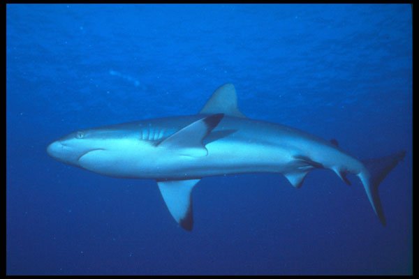 209082 Gray Reef Shark A4 Photo Print