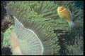 209083 Pink Anemone Fish A4 Photo Print