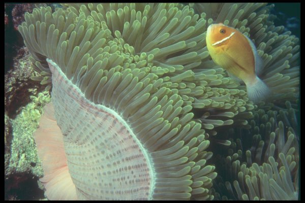 209083 Pink Anemone Fish A4 Photo Print