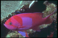 209084 Purple blotched Basslet A4 Photo Print