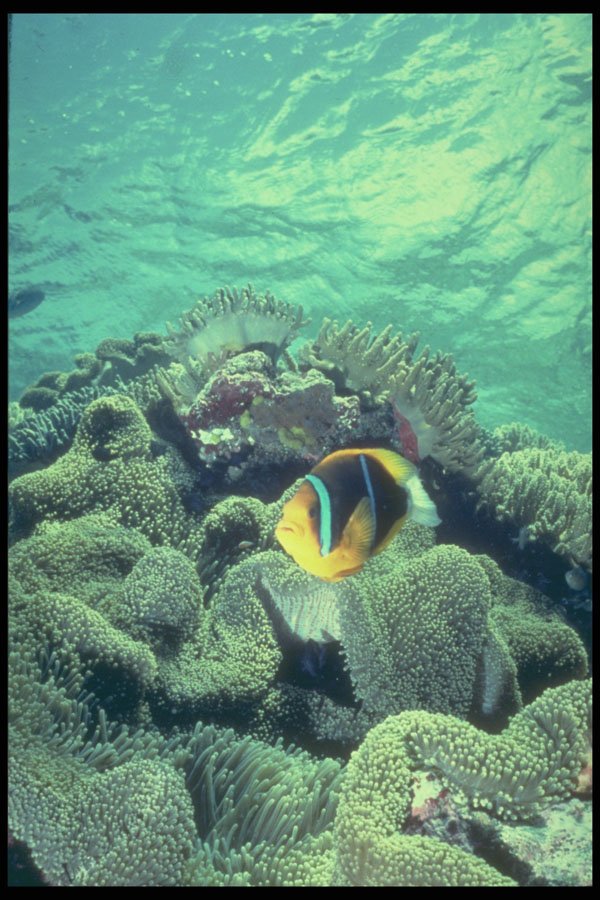 209085 Orange finned Anemone Fish A4 Photo Print