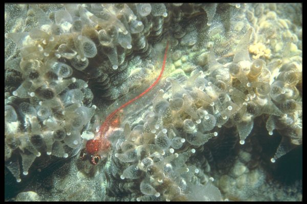 209086 Fish In Polyps A4 Photo Print