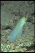 209087 Yellowhead Jawfish A4 Photo Print
