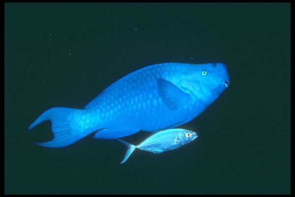 209088 Blue Parrotfish And Bar Jack A4 Photo Print