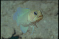 209090 Yellowhead Jawfish A4 Photo Print