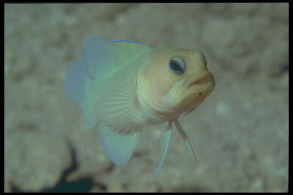 209090 Yellowhead Jawfish A4 Photo Print