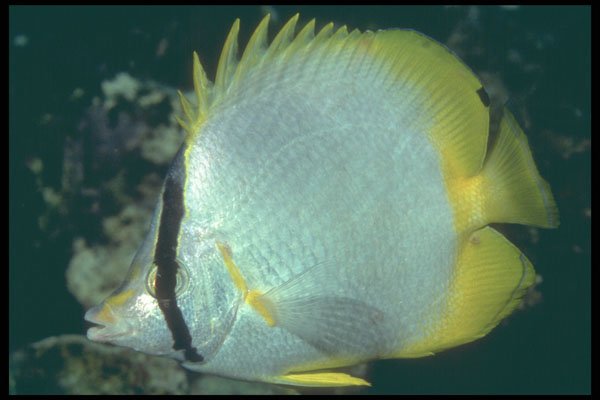 209091 Spotfin Butterfly Fish A4 Photo Print