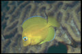 209092 Blue Tang A4 Photo Print