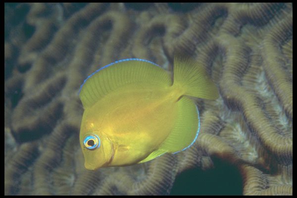 209092 Blue Tang A4 Photo Print