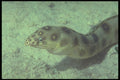 209093 Gold spotted Eel A4 Photo Print