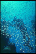209094 Silversides A4 Photo Print